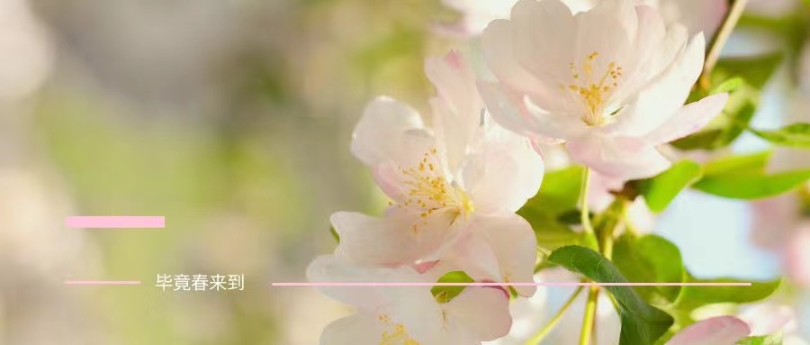 Oh，No! 春天美美的，你卻黃黃的....